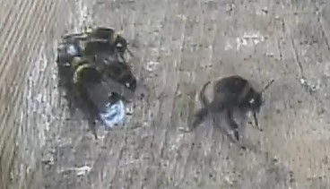 otvor do budky je volně přístupný, bez klapky